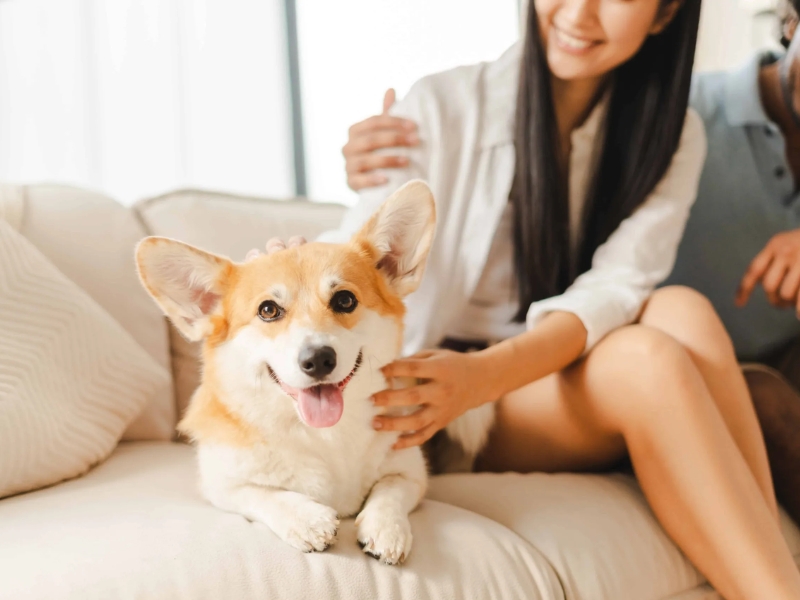 How to Choose the Best Pet Insurance
