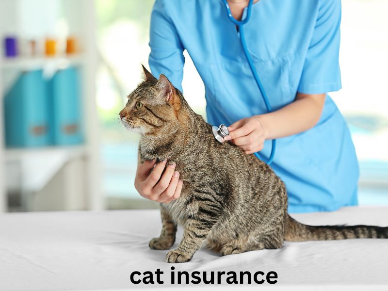 How Much Does Cat Insurance Cost?