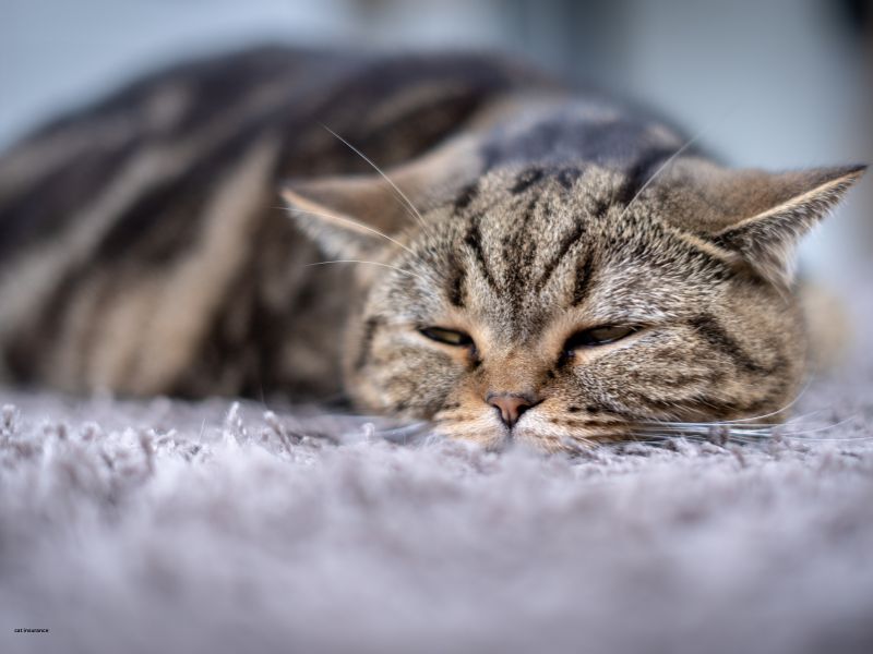 What’s Not Covered by Cat Insurance?