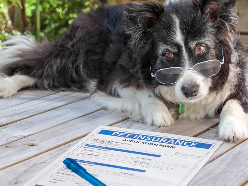 Top Pet Insurance Companies at a Glance