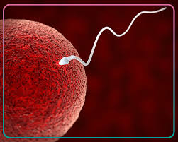 Doctor Seeks Case Reports on Cancer Following Egg Donation